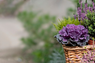 Autumn decoration plants background. Fresh violet ornamental cabbage plant (brassica oleracea) and...