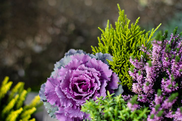 Autumn decoration plants background. Fresh violet ornamental cabbage plant (brassica oleracea) and...