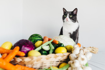 a grey cat with vegetables in a wooden crate on white background