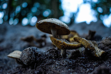 Hongo nacido en tierras naturales