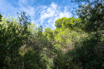 Bosco inizio autunno