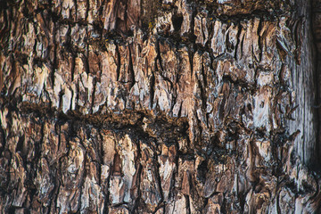 bark of a tree