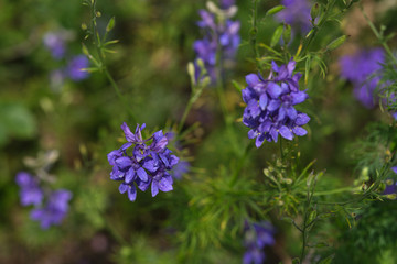 Group of Bluebonnet