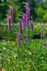 Lupine with out of focus bridge