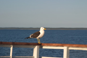 Image of a black-and-white Seagull sitting on the railing of the deck of the ship