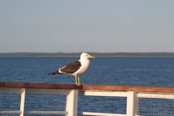 Image of a black-and-white Seagull sitting on the railing of the deck of the ship