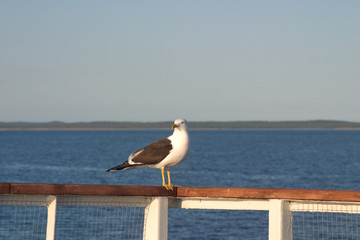 Image of a black-and-white Seagull sitting on the railing of the deck of the ship