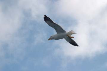 Image of a black and white Seagull soaring in the blue sky