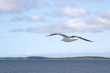 Fototapeta na wymiar Image of a black and white Seagull soaring in the blue sky