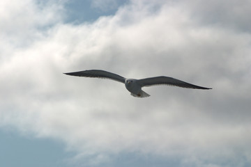 Obraz premium Image of a black and white Seagull soaring in the blue sky