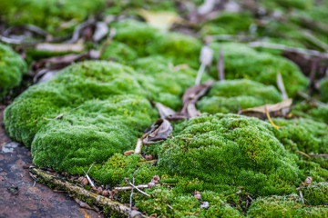 Moss on steel tankers abandoned, on the Danube River
