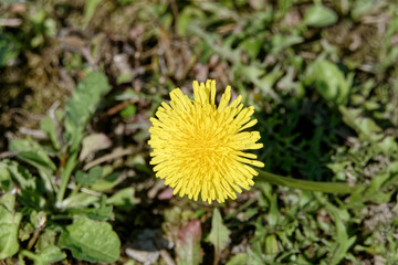 Fleur de pissenlit ou dent de lion  - Pas-de-Calais - France