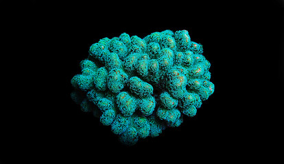 Stylophora (pocilloporidae) short polyps stony coral isolated in black background - obrazy, fototapety, plakaty
