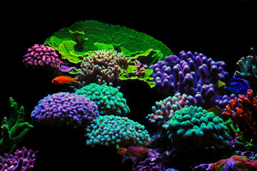 Dream Coral reef saltwater aquarium tank scene