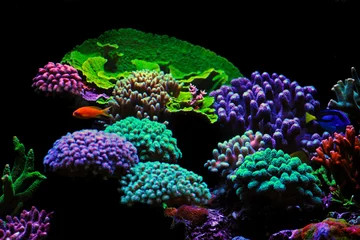  Dream Coral reef saltwater aquarium tank scene © Kolevski.V