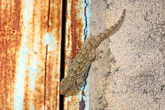 Mauergecko (Tarentola mauritanica) - moorish gecko