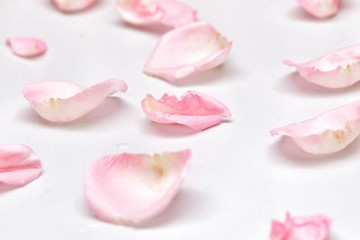 Blurred a group of sweet pink rose corollas on white isolated background with softly style 