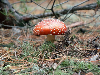 Amanita growing in the autumn forest in the grass. Poisonous mushroom.