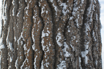 Obraz premium Frosty Winter