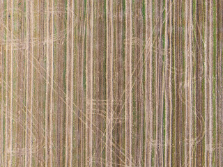 aerial view cultivated field from the drone
