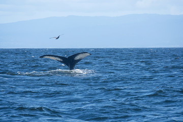 A Whale's Tail and Bird in the ocean