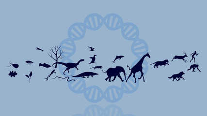 Evolution of species illustration. Evolution vector design