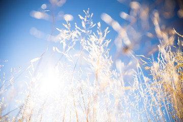 Grass and sky, Field of Wheat In Summer With Blue Sky Background