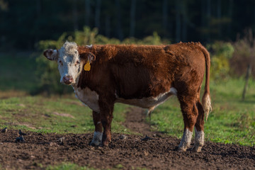 Pedigree Hereford cow standing in field and looking at camera in early evening in late summer on New England farm