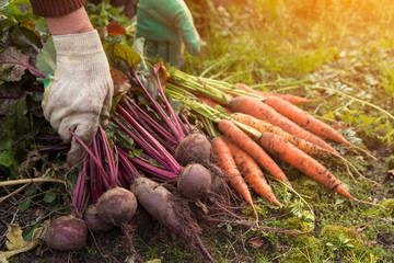 Organic vegetables harvest in garden. Bunch of Beetroot and carrot in farmer hands