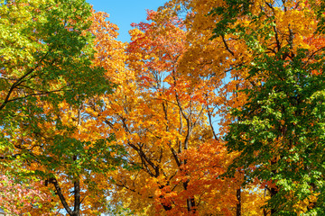 autumn colorful crowns of trees against the blue sky