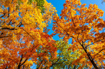 autumn colorful crowns of trees against the blue sky