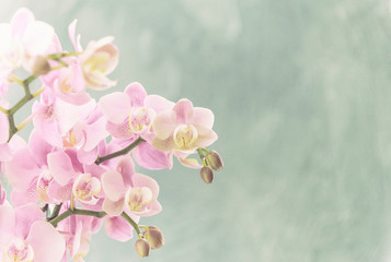Orchidee, Orchideenblüten, Hintergrund beschreibbar