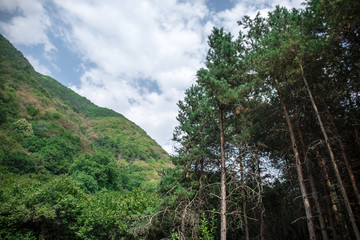 Forest landscape.Beautiful forest nature. Tall old pine trees. Summer sunny day.