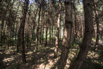 Bark of Pine Tree close up. Beautiful pine forest at summer time.