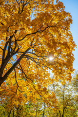 The sun breaks through the orange dense crown of a maple tree in the autumn Park