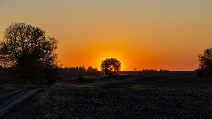 Fototapeta na wymiar the sun at sunset hid behind a Bush in the field