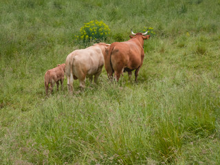 Naklejka na ściany i meble a family of brown cows (bull, cow, calf) from backside on a green meadow