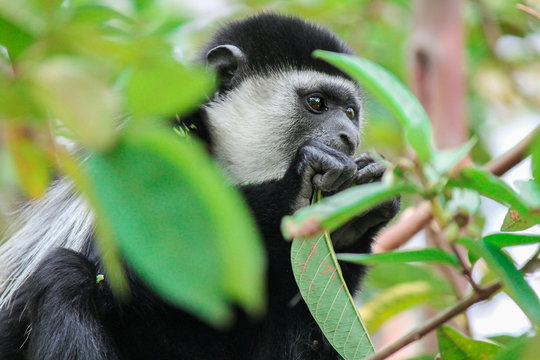Abyssinian Black and white Colobus - Mantled Guereza- Scientific name Colobus guereza. This species diet is based primarily on leaves and fruits which he is eating
