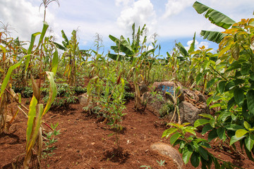 Agricultural Development in the Gitega Province of Burundi where inter-cropping is used as a...