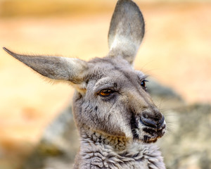 eastern grey kangaroo (Macropus giganteus)