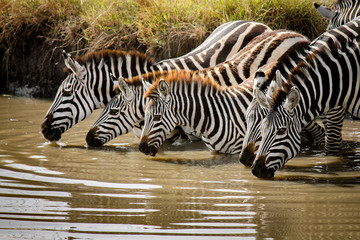 Fototapeta na wymiar Beautiful family of Plains Zebra - Scientific name: Equus quagga - cautiously drinking water from the River