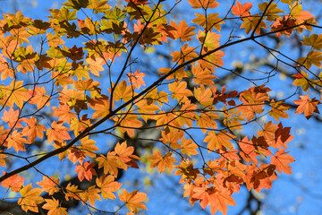 妙義山の森の紅葉