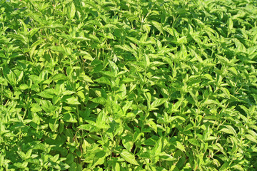 Bush of basil