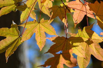 イタヤカエデの紅葉