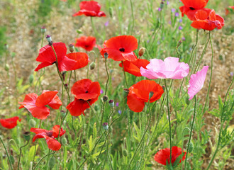 Red and pink poppy flowers