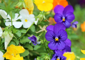 Blue and others pansy flowers