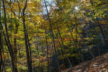 Obraz premium 妙義山の森の紅葉