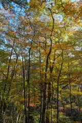 Obraz premium 妙義山の森の紅葉