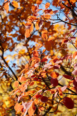 Colorful leaves in autumn forest background