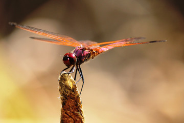 Colorful Dragonfly (Trithemis annulata) balancing on the tip of a branch near Lake Nkuruba, Kibale Forest, Uganda, East Africa